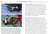 Topics in Wildlife Medicine Volume 4: Orthopedics (Available in Ebook or Print)