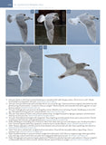 The Gull Guide: North America