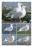 The Gull Guide: North America