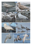 The Gull Guide: North America