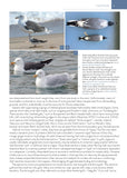 The Gull Guide: North America