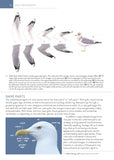 The Gull Guide: North America