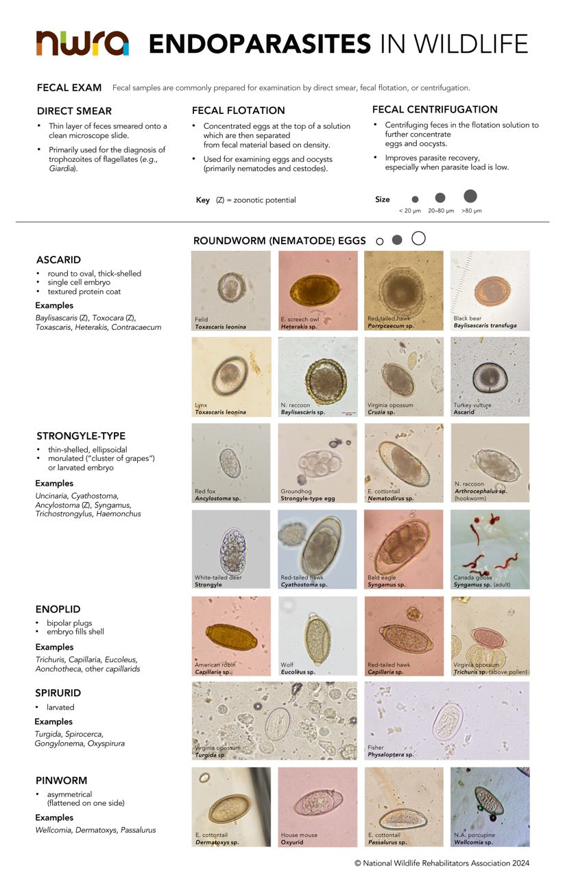 Endoparasites in Wildlife – National Wildlife Rehabilitators Association