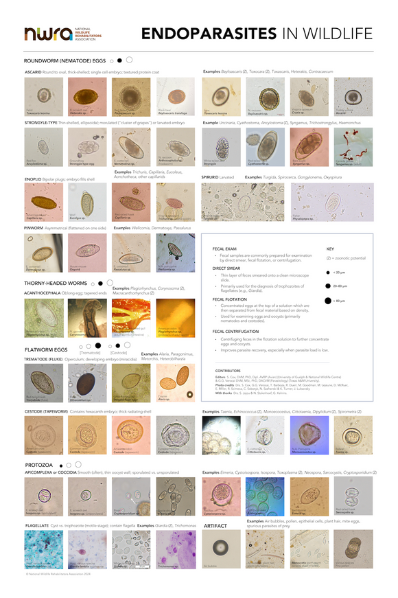 Endoparasites in Wildlife Poster