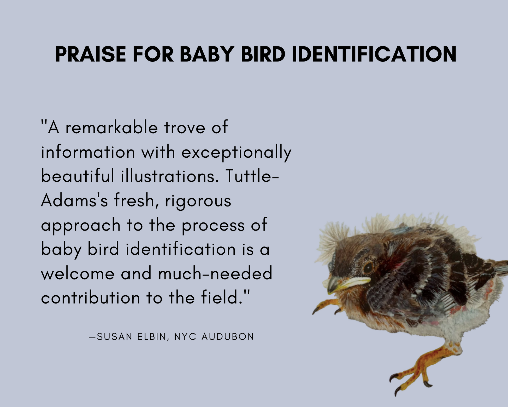 avian raptor identification
