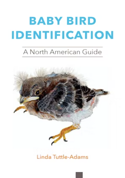 How to Identify a Baby Bird Species: Expert Tips